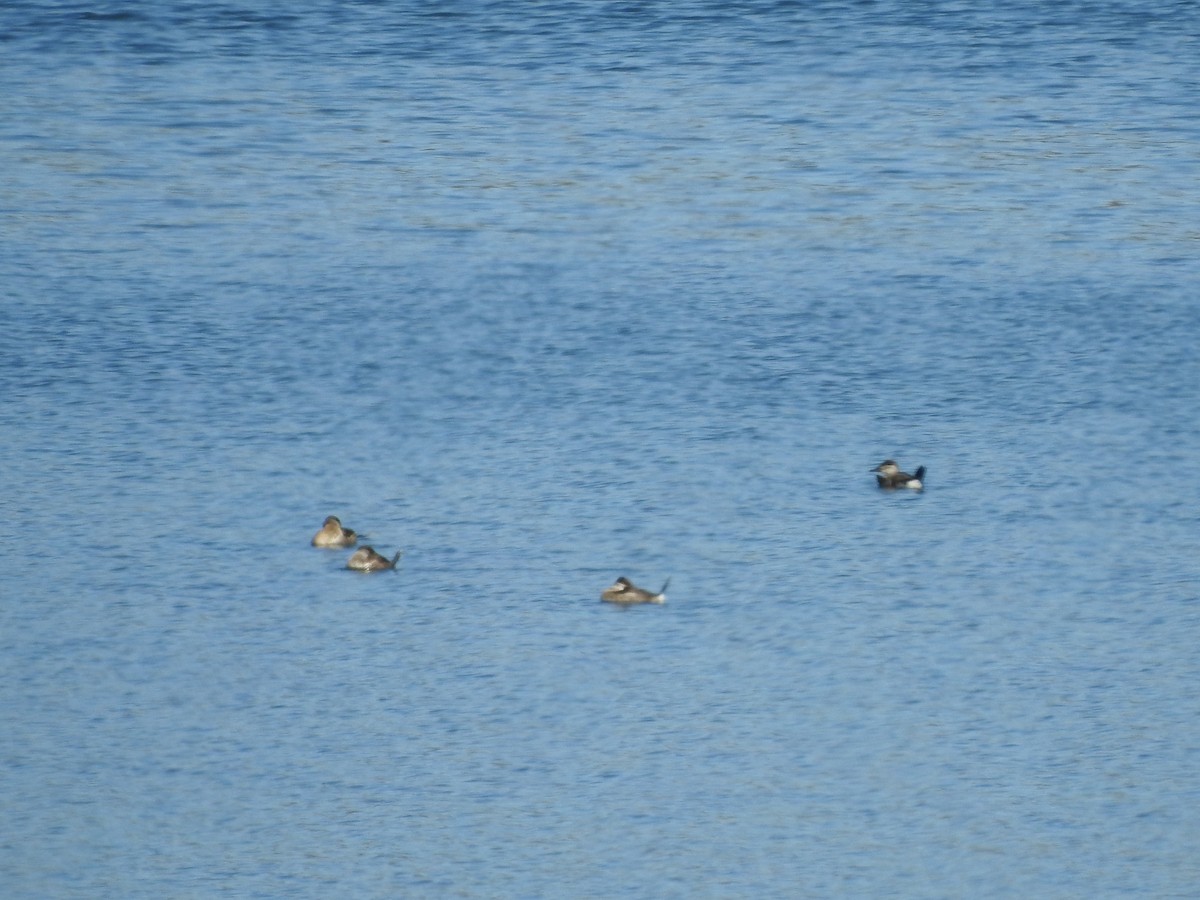 Ruddy Duck - ML625658272