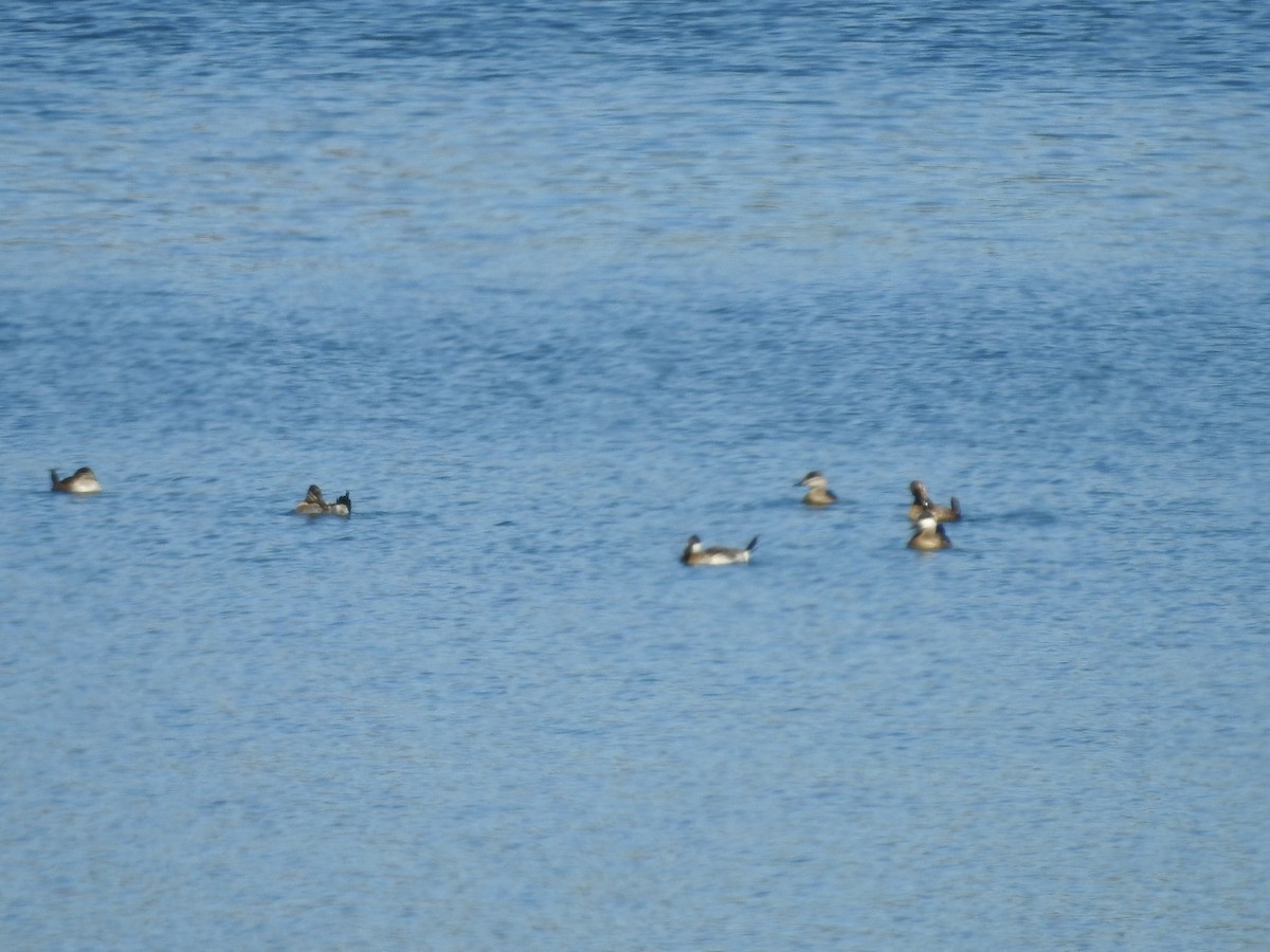 Ruddy Duck - ML625658273