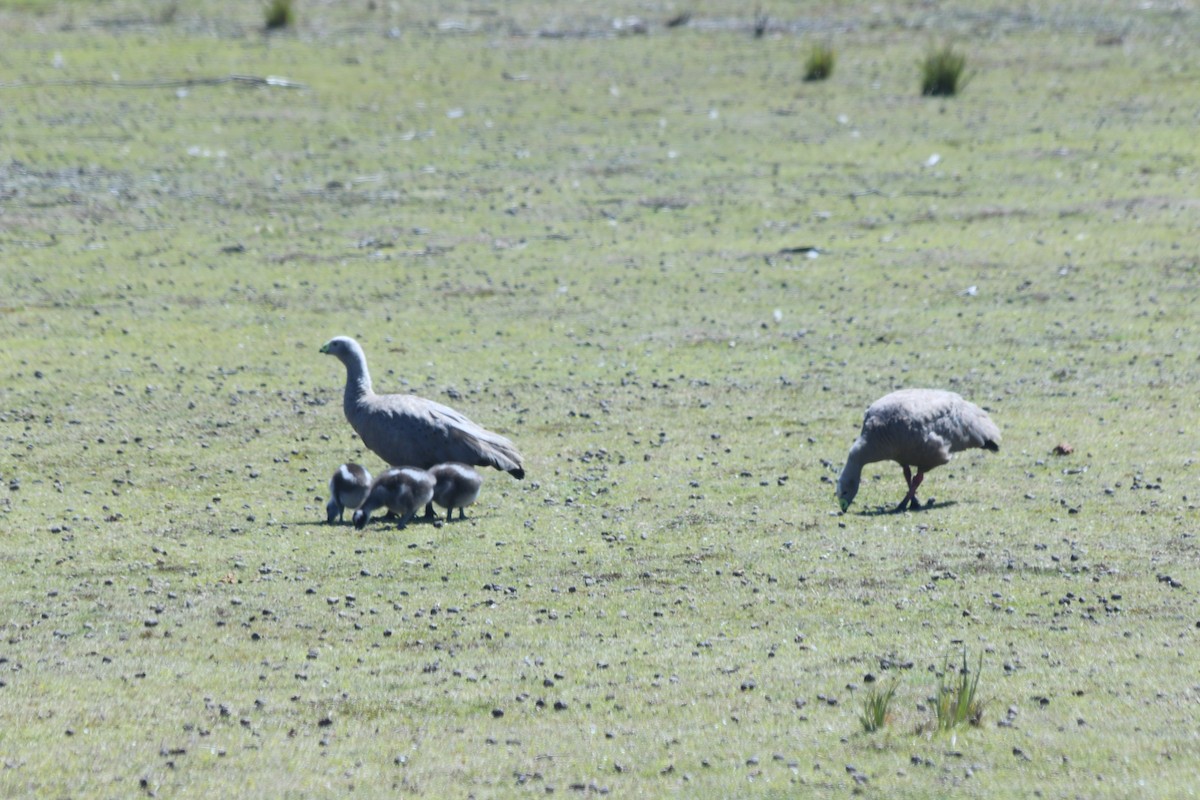 Cape Barren Goose - ML625658384