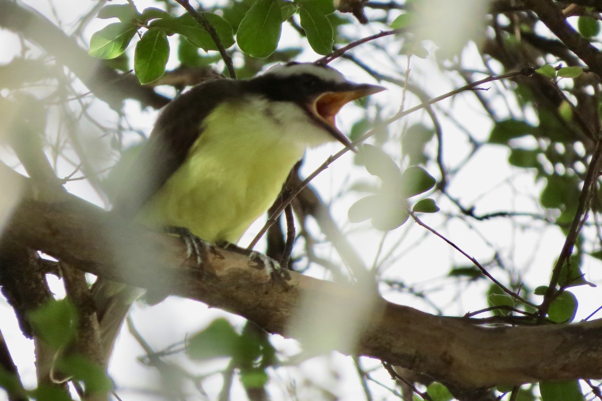 Great Kiskadee - ML625658543