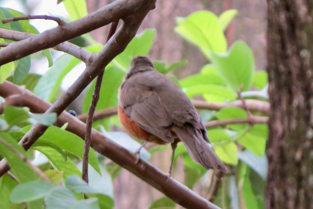 Rufous-bellied Thrush - ML625658605