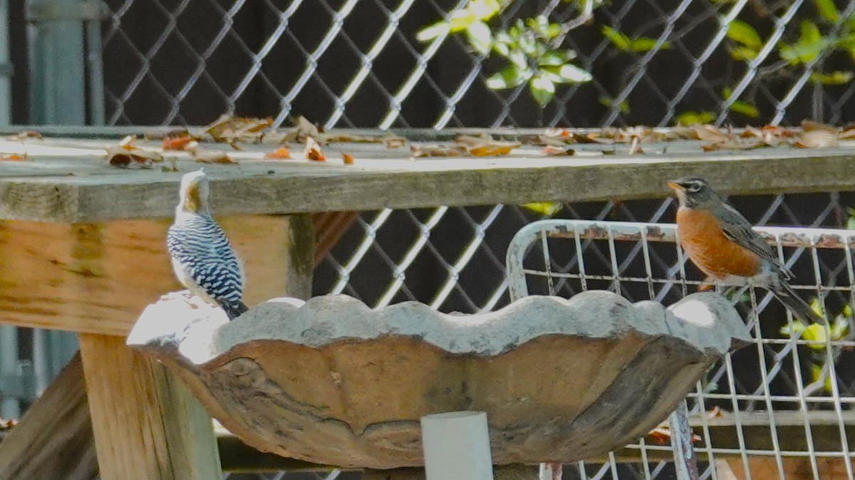 Golden-fronted Woodpecker - ML625658612