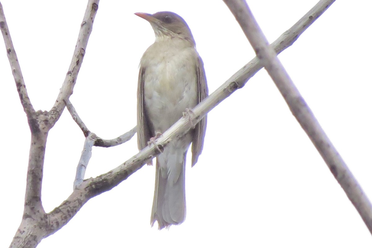 Creamy-bellied Thrush - ML625658613