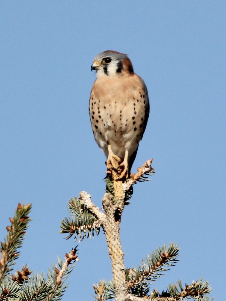 アメリカチョウゲンボウ - ML625658621