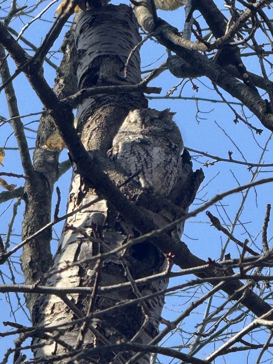 Eastern Screech-Owl (Northern) - ML625658715