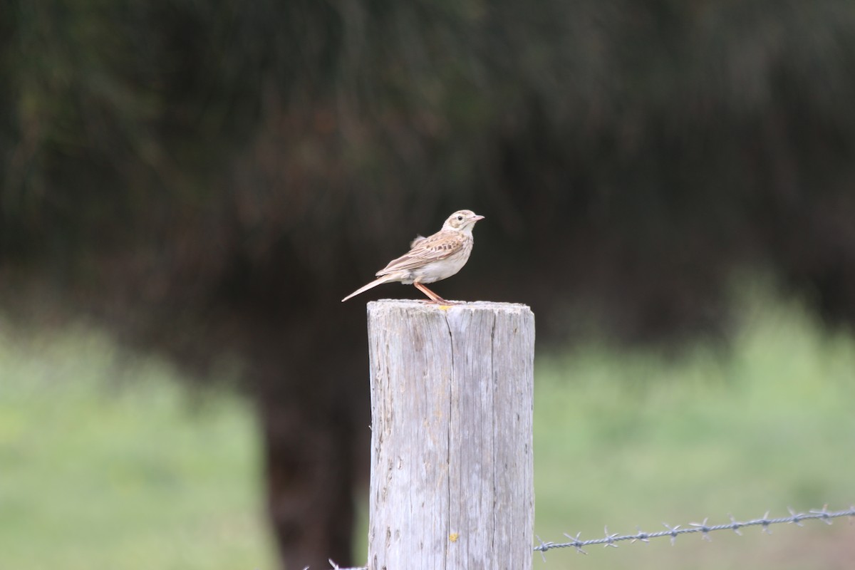 Bisbita Neozelandés (grupo australis) - ML625658860