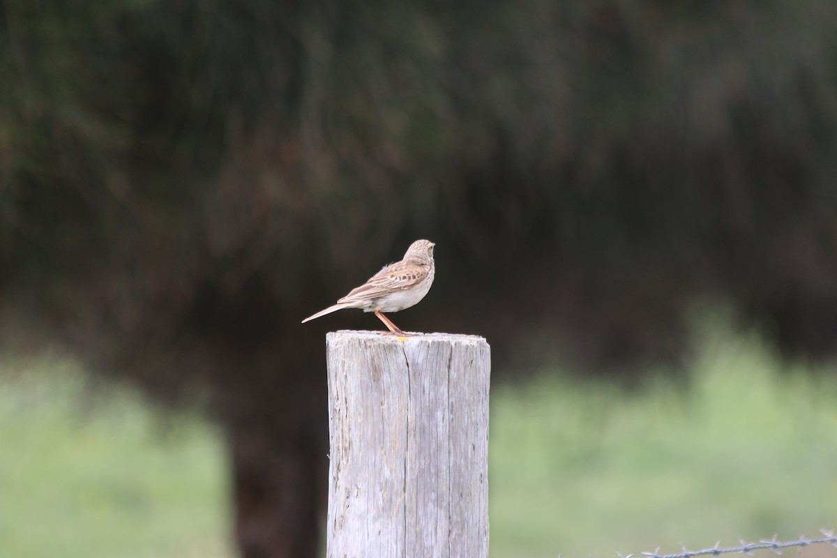 Bisbita Neozelandés (grupo australis) - ML625658861