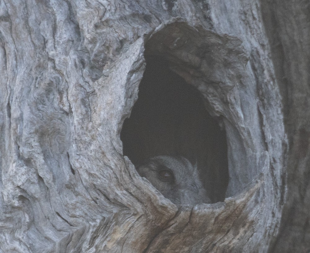 Australian Owlet-nightjar - ML625658862