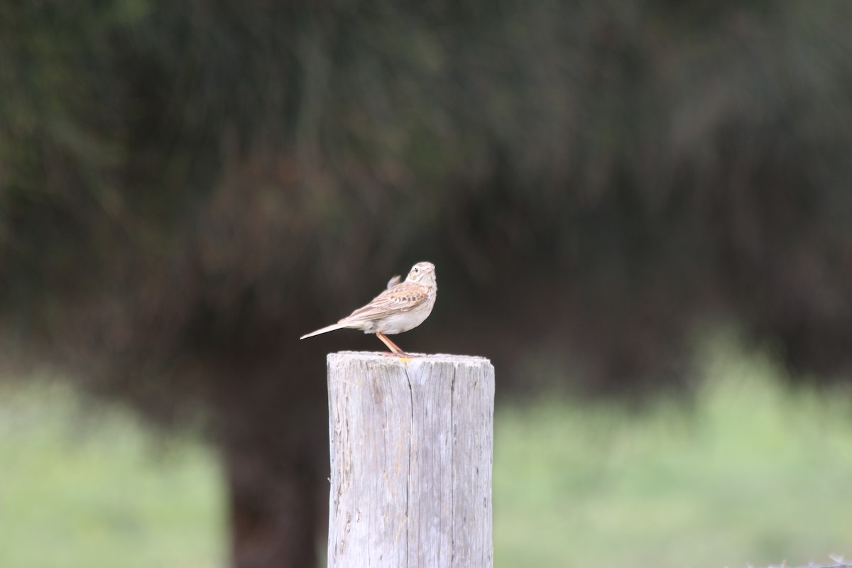 Bisbita Neozelandés (grupo australis) - ML625658863