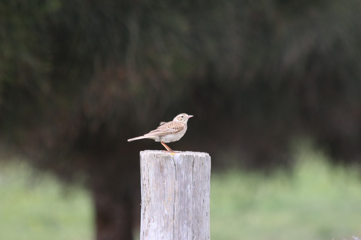 Bisbita Neozelandés (grupo australis) - ML625658865