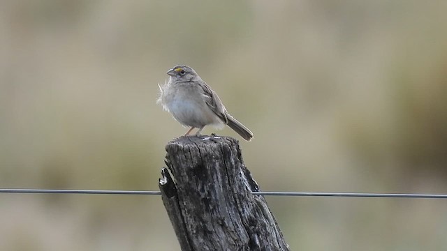 Grassland Sparrow - ML625658960