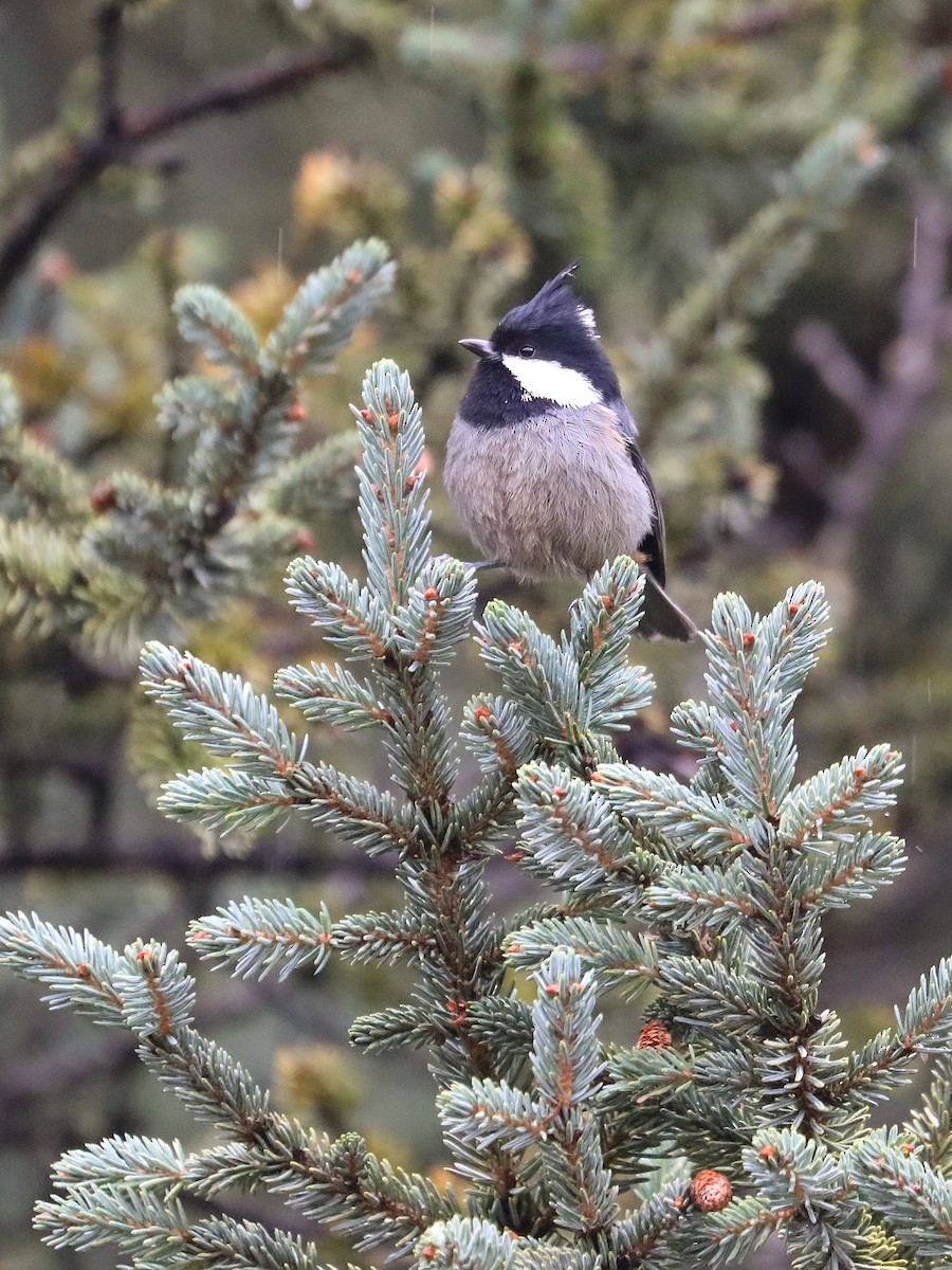 Rufous-vented Tit - ML625658972