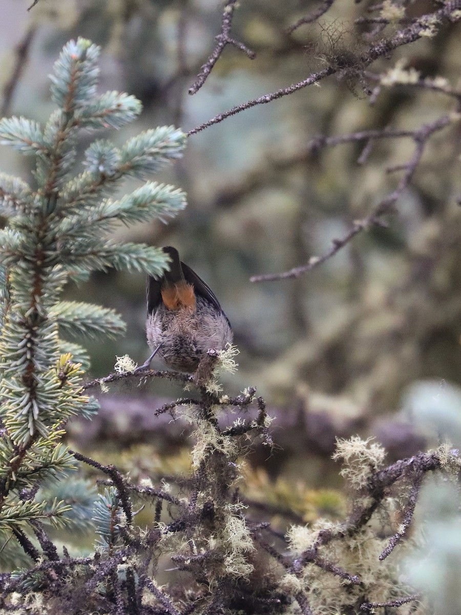 Rufous-vented Tit - ML625658973