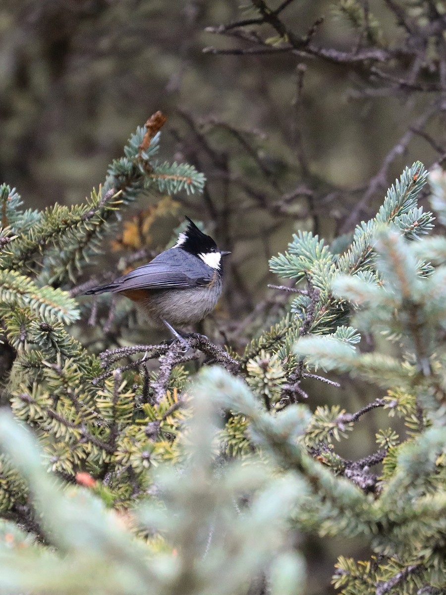 Rufous-vented Tit - ML625658974