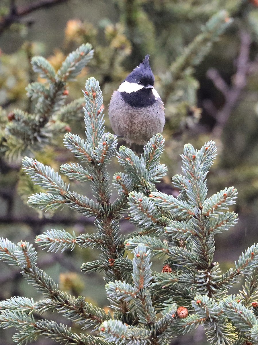 Rufous-vented Tit - ML625658975