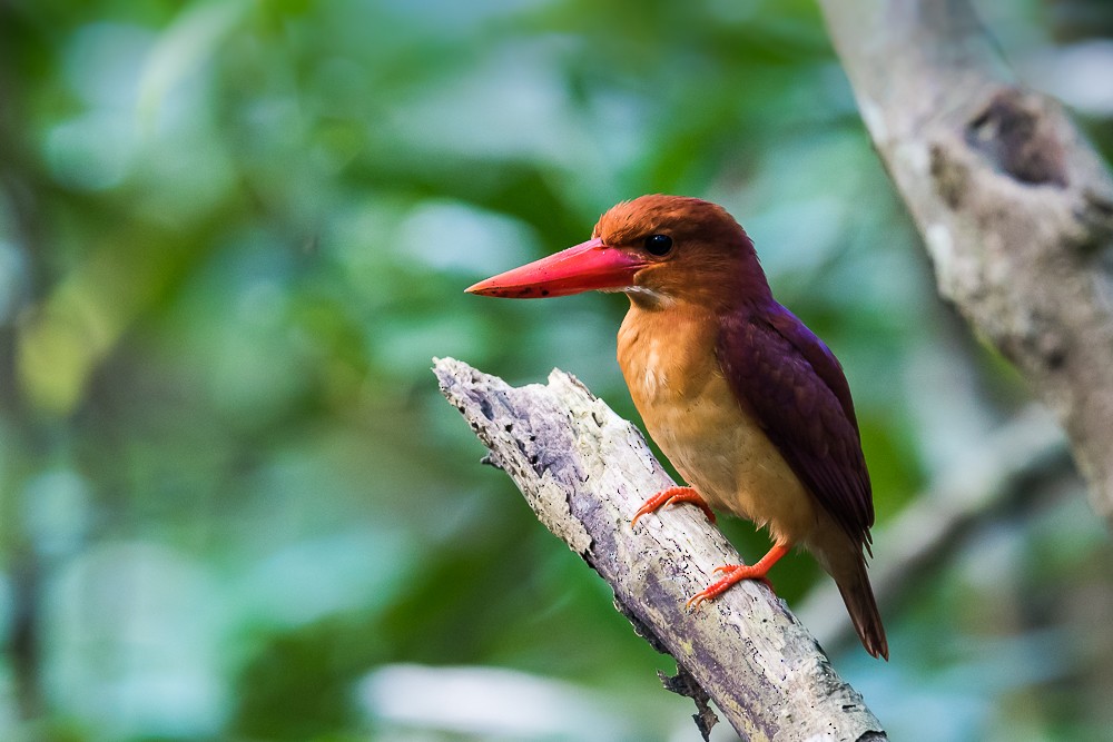 Ruddy Kingfisher - ML62565901