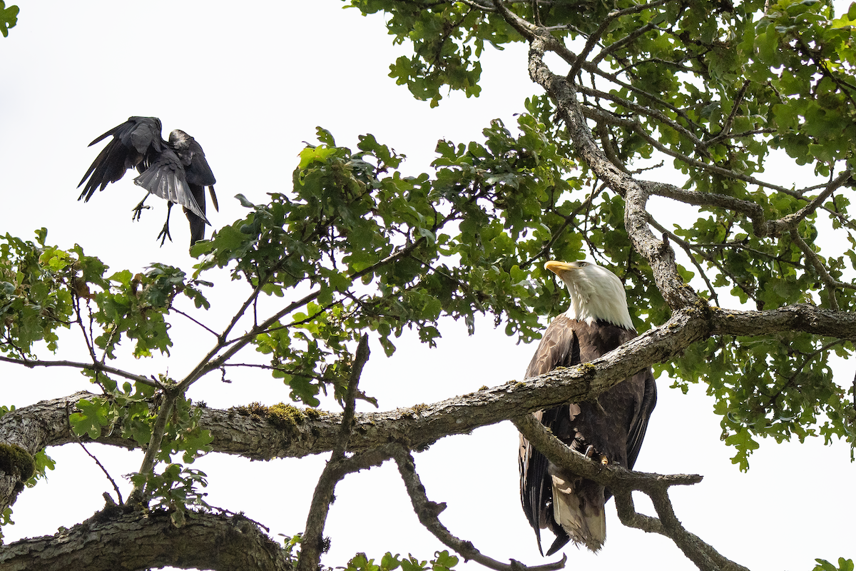 Bald Eagle - ML625659071