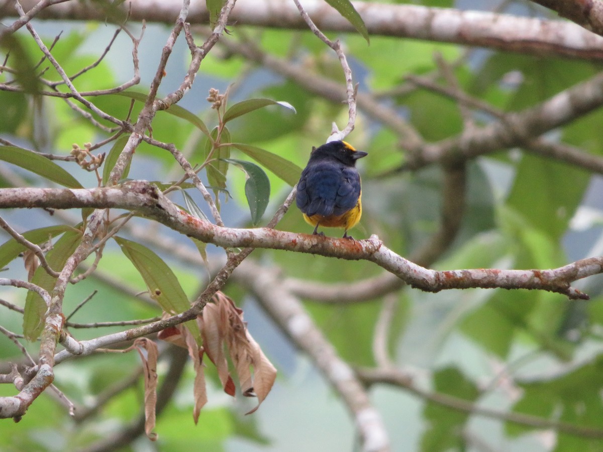 Fulvous-vented Euphonia - ML625659130