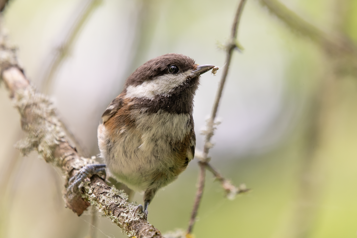 Chestnut-backed Chickadee - ML625659178