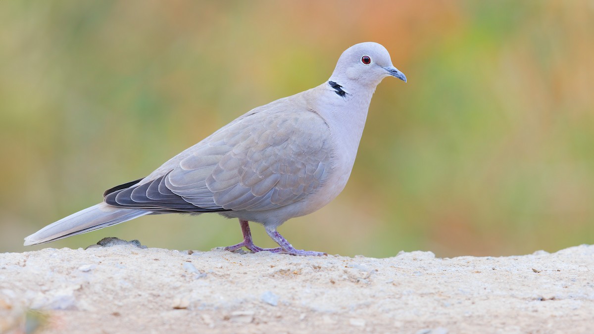 Eurasian Collared-Dove - ML625659221