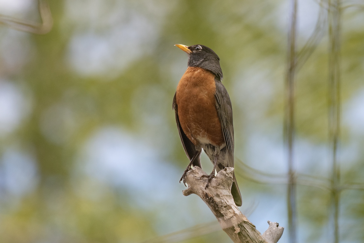 American Robin - ML625659225