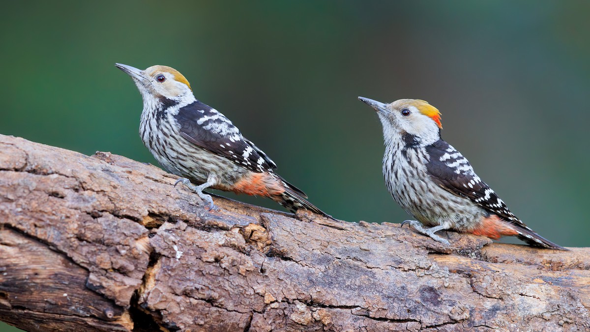 Brown-fronted Woodpecker - ML625659234