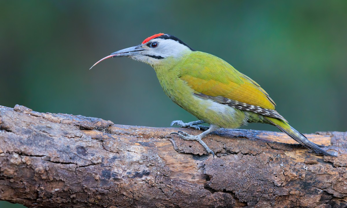 Gray-headed Woodpecker - ML625659243