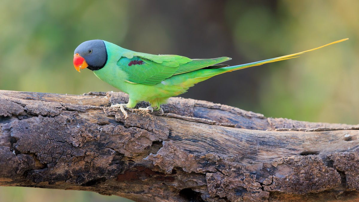 Slaty-headed Parakeet - ML625659250