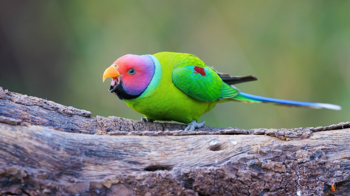 Plum-headed Parakeet - ML625659252