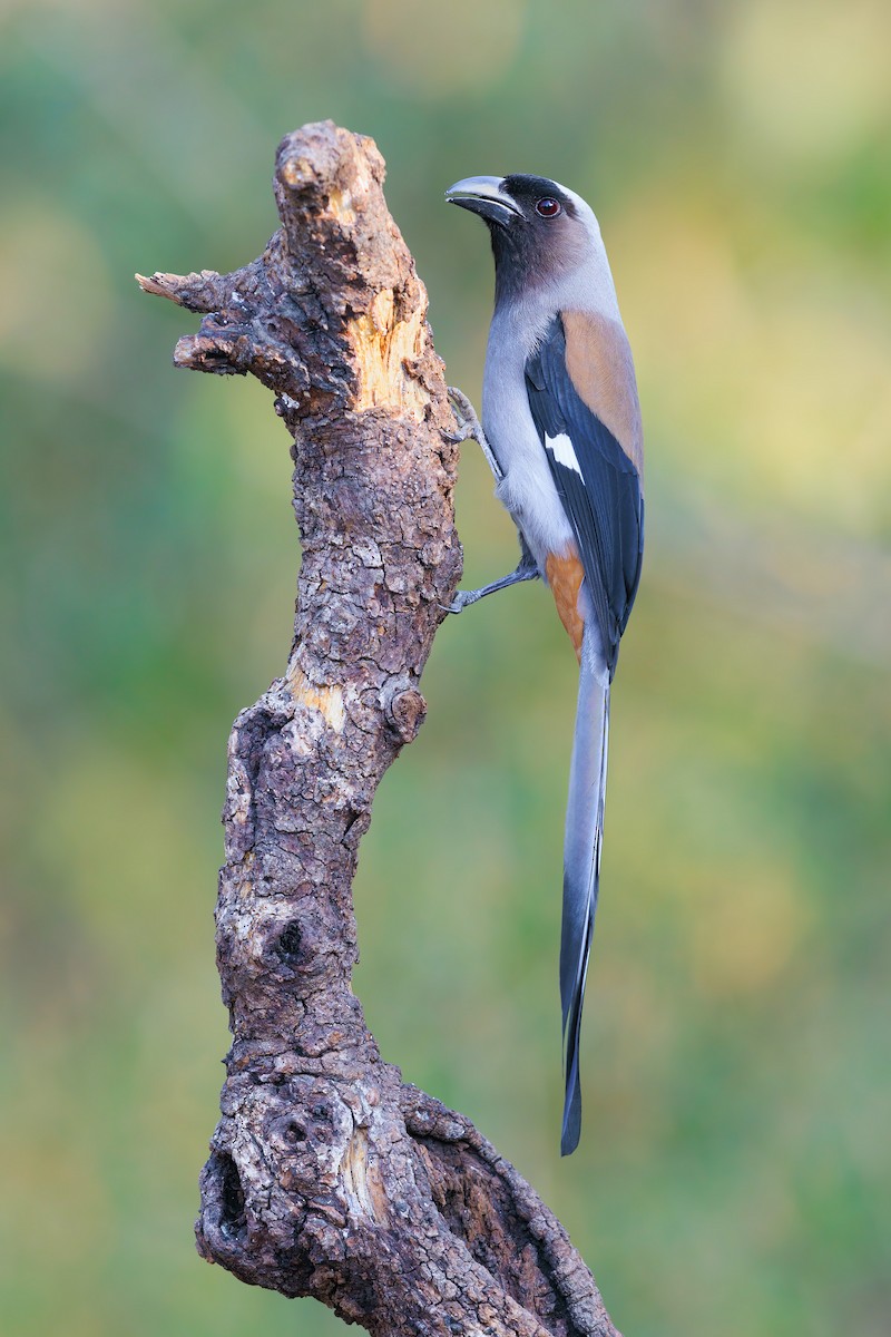 Gray Treepie - ML625659288