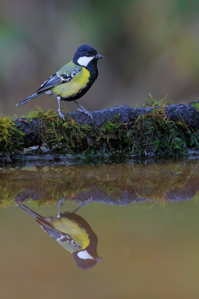 Green-backed Tit - ML625659293