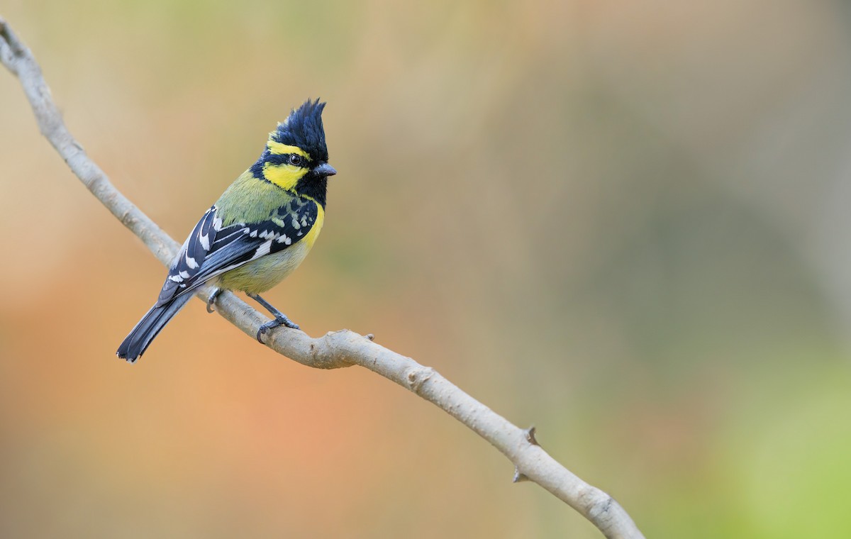 Himalayan Black-lored Tit - ML625659301