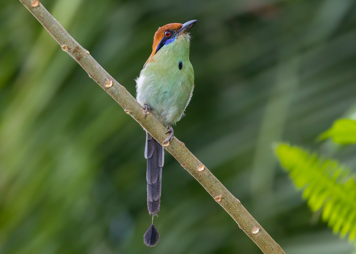 Russet-crowned Motmot - ML625659308