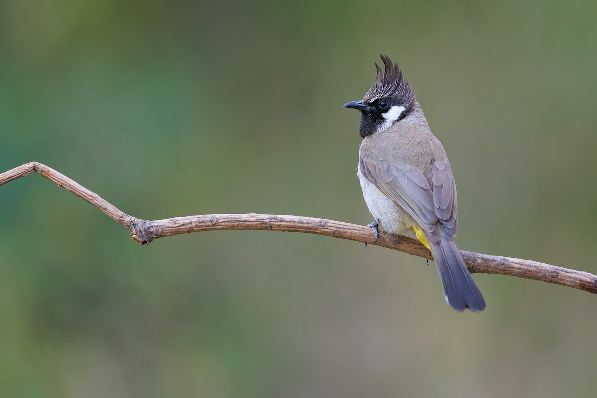 Himalayan Bulbul - ML625659329