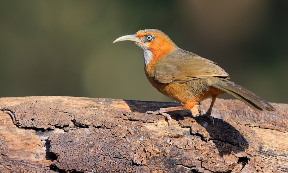 Rusty-cheeked Scimitar-Babbler - ML625659344