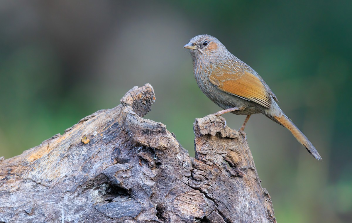 Streaked Laughingthrush - ML625659348