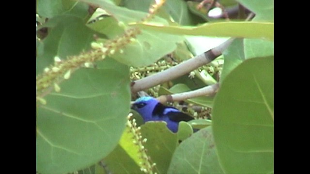 Red-legged Honeycreeper - ML625659357