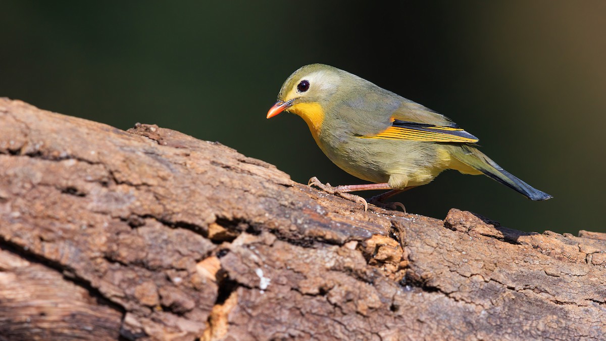 Red-billed Leiothrix - ML625659360