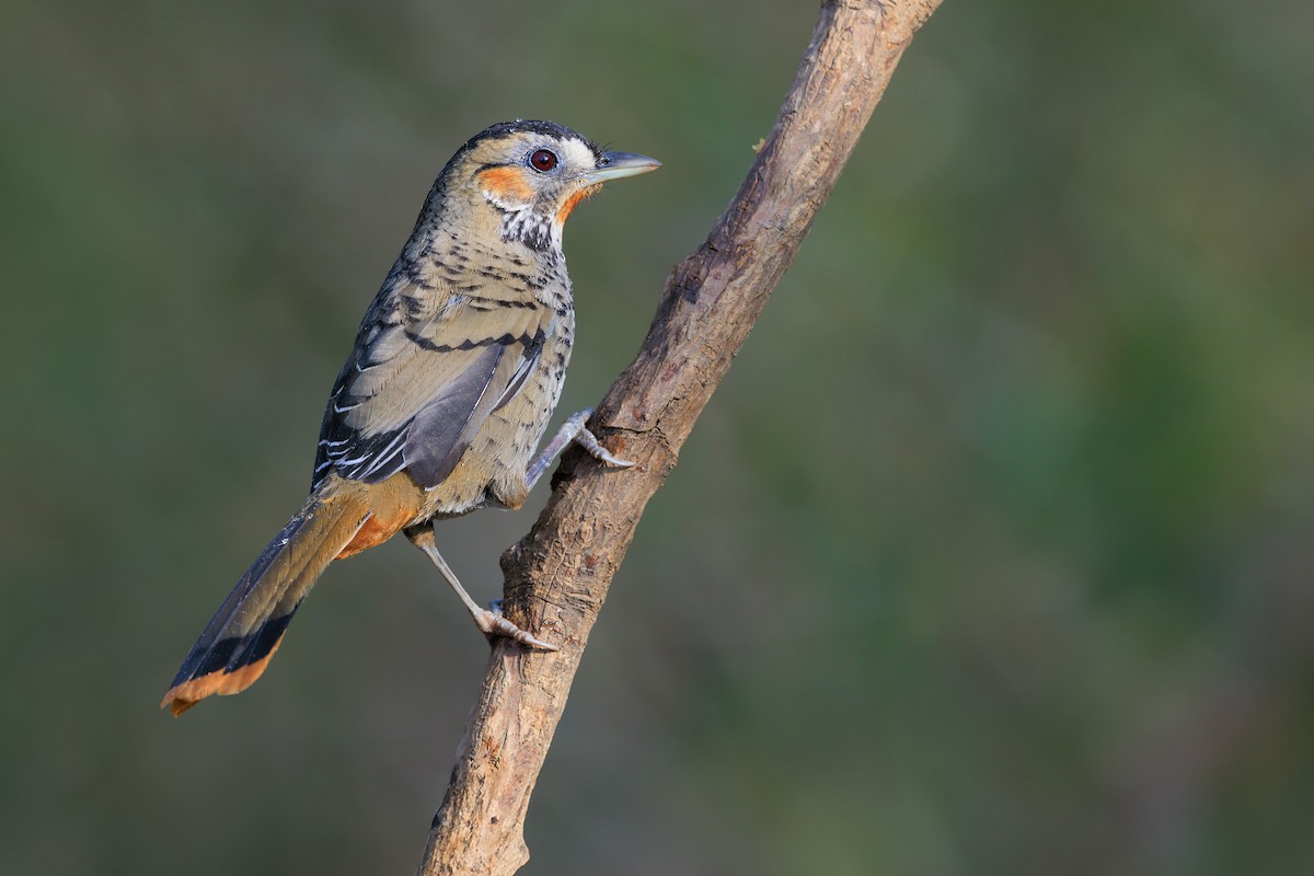 Rufous-chinned Laughingthrush - ML625659362