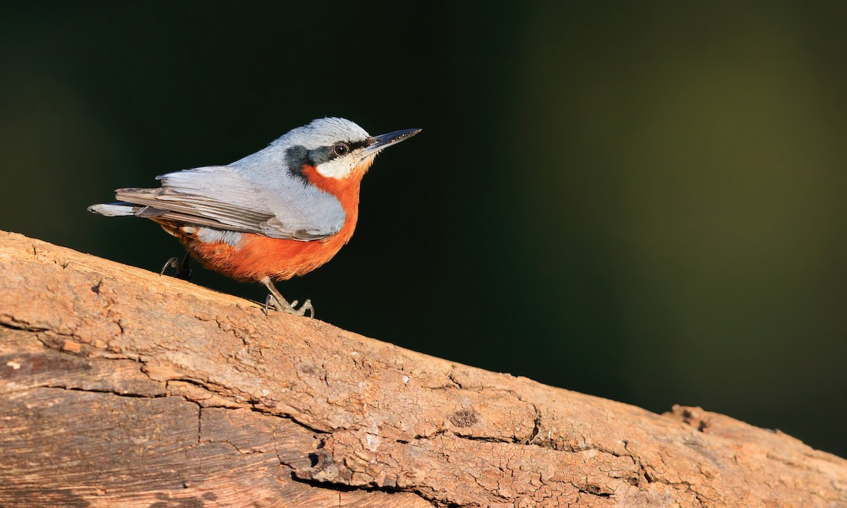 Chestnut-bellied Nuthatch - ML625659374