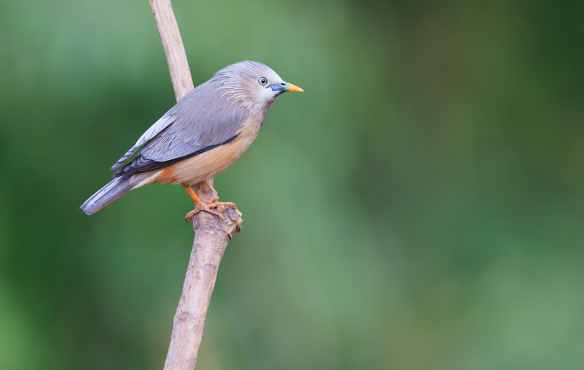 Chestnut-tailed Starling - ML625659380