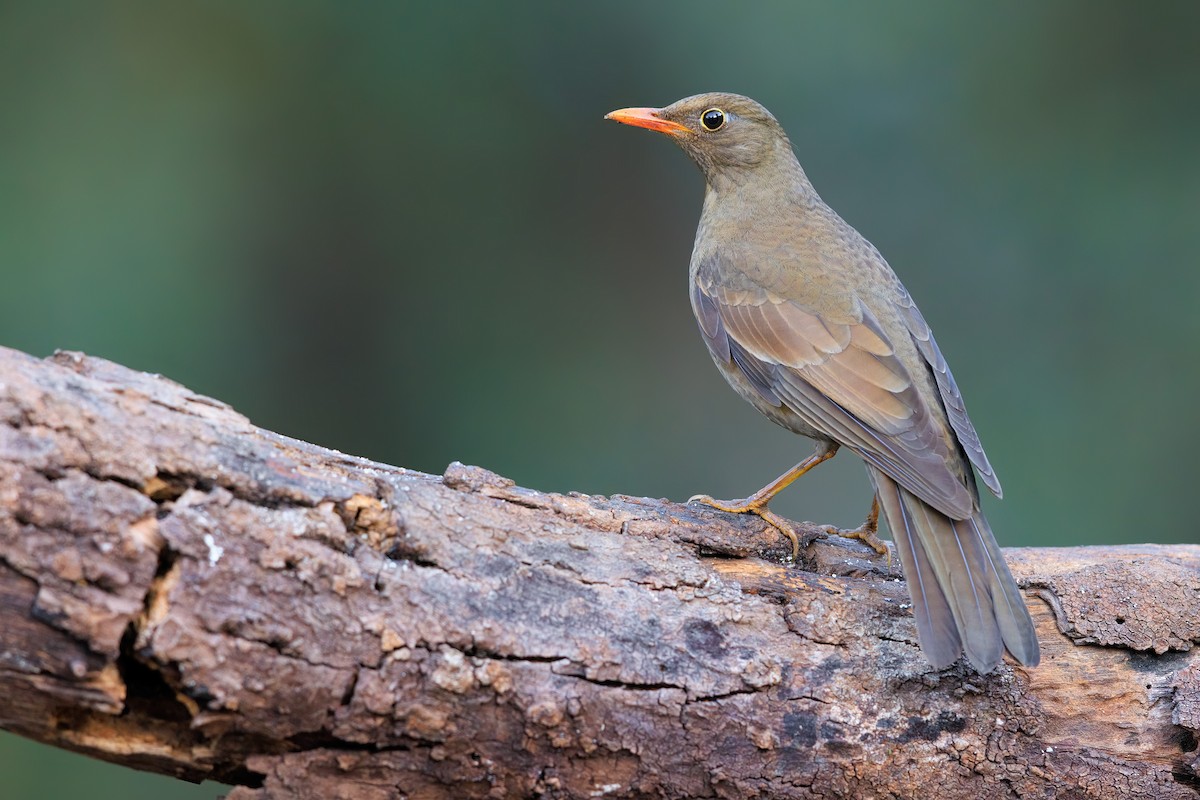 Gray-winged Blackbird - ML625659383