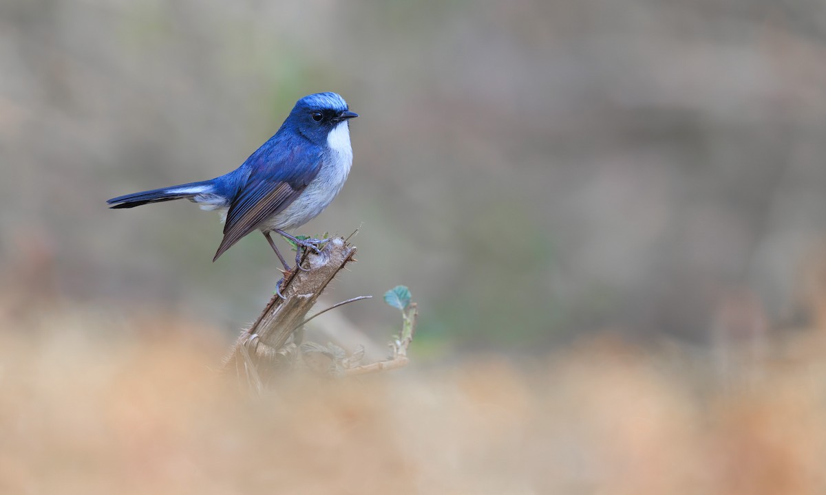 Slaty-blue Flycatcher - ML625659394