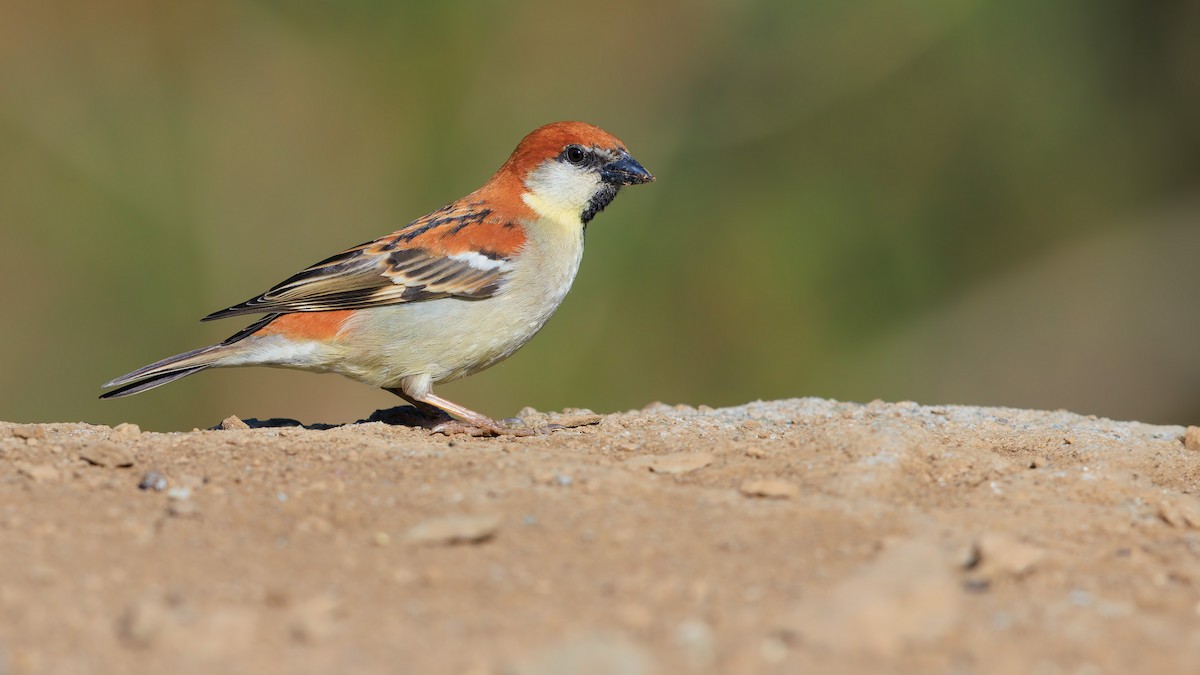 Russet Sparrow - ML625659401