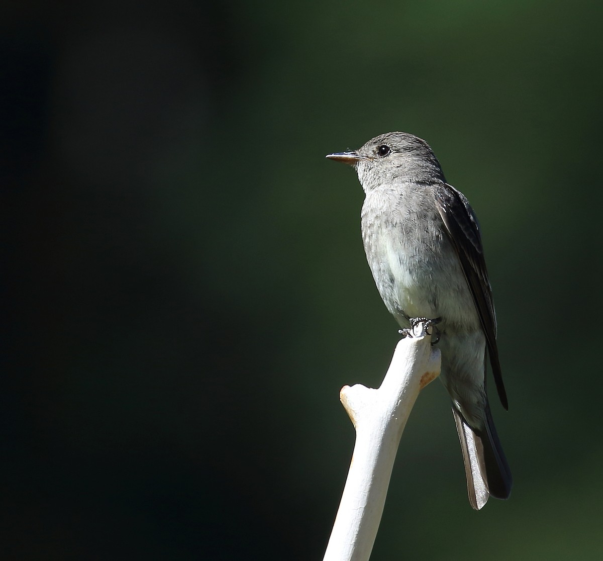 Western Wood-Pewee - ML62565941