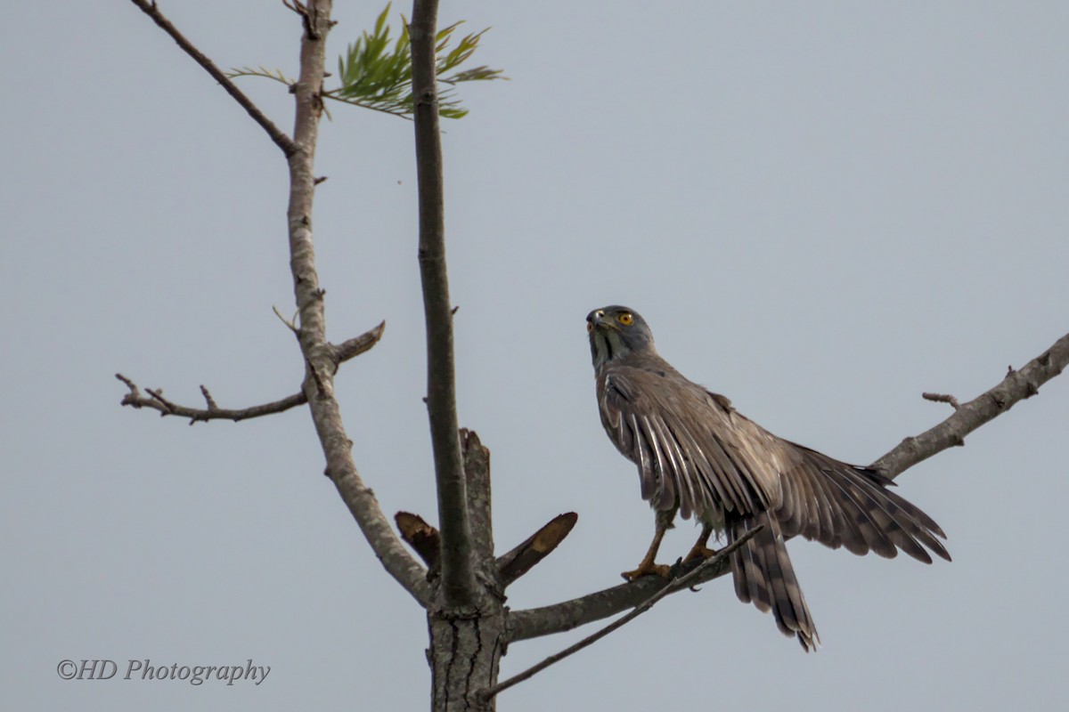 Crested Goshawk - ML625659428