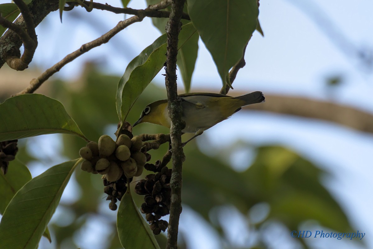 Indian White-eye - ML625659455