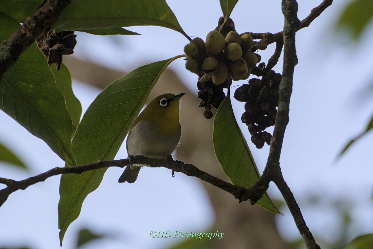 Indian White-eye - ML625659456