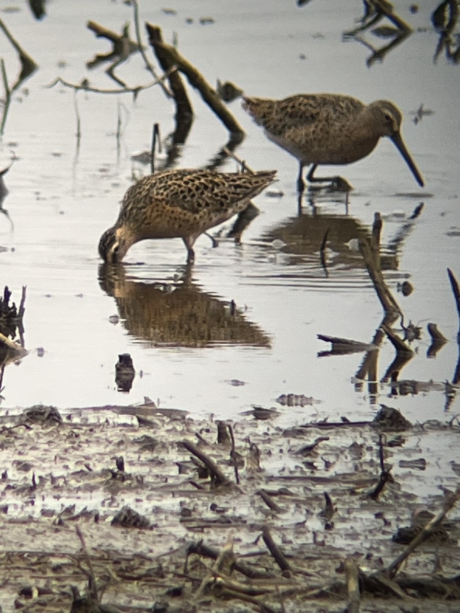 Short-billed Dowitcher - ML625659460