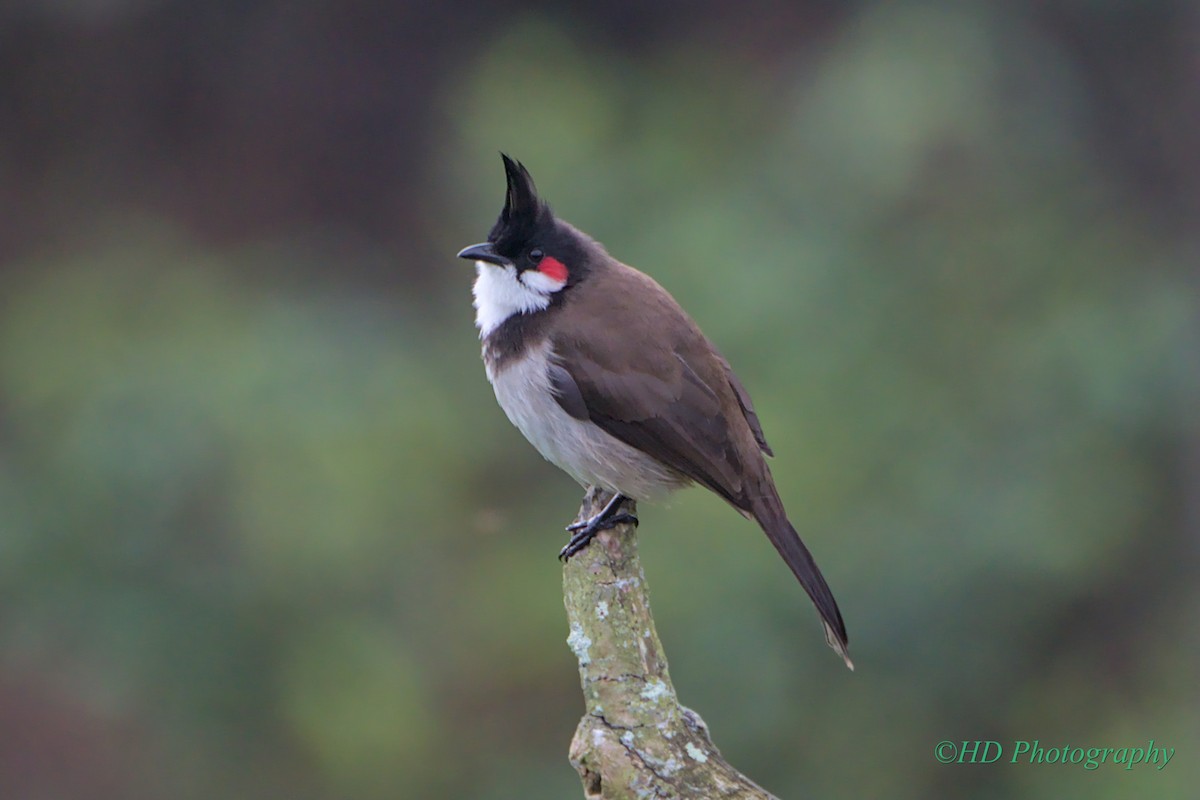 Red-whiskered Bulbul - ML625659483